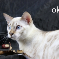 Image pour l'annonce femelles bengal LOOF, snow à rosettes, yeux bleus