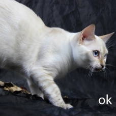 Image pour l'annonce femelles bengal LOOF, snow à rosettes, yeux bleus