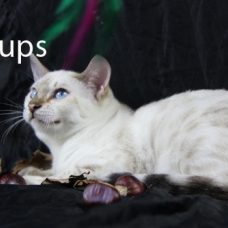 Image pour l'annonce femelles bengal LOOF, snow à rosettes, yeux bleus