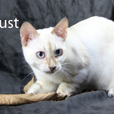Image pour l'annonce femelles bengal LOOF, snow à rosettes, yeux bleus