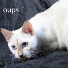 Image pour l'annonce femelles bengal LOOF, snow à rosettes, yeux bleus