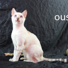 Image pour l'annonce femelles bengal LOOF, snow à rosettes, yeux bleus