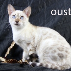 Image pour l'annonce femelles bengal LOOF, snow à rosettes, yeux bleus