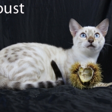 Image pour l'annonce femelles bengal LOOF, snow à rosettes, yeux bleus