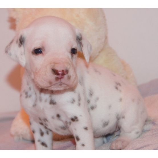 Image pour l'annonce Chiots Dalmatien à réserver
