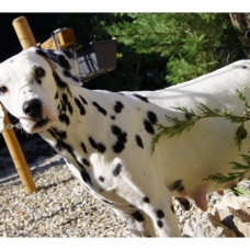 Image pour l'annonce Chiots Dalmatien à réserver
