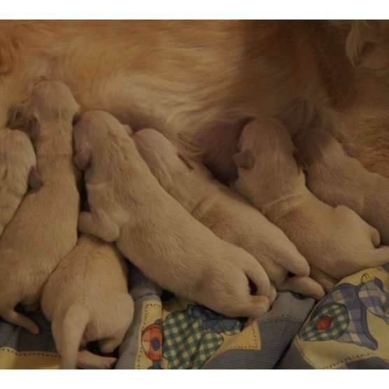 Image pour l'annonce Chiots Golden Retriever à Réserver