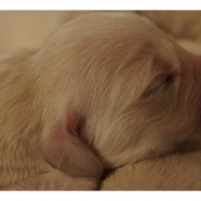 Image pour l'annonce Chiots Golden Retriever à Réserver