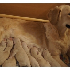 Image pour l'annonce Chiots Golden Retriever à Réserver