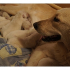 Image pour l'annonce Chiots Golden Retriever à Réserver