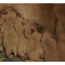 Image pour l'annonce Chiots Golden Retriever à Réserver