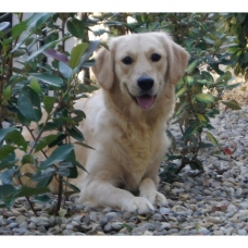 Image pour l'annonce Chiots Golden Retriever à Réserver