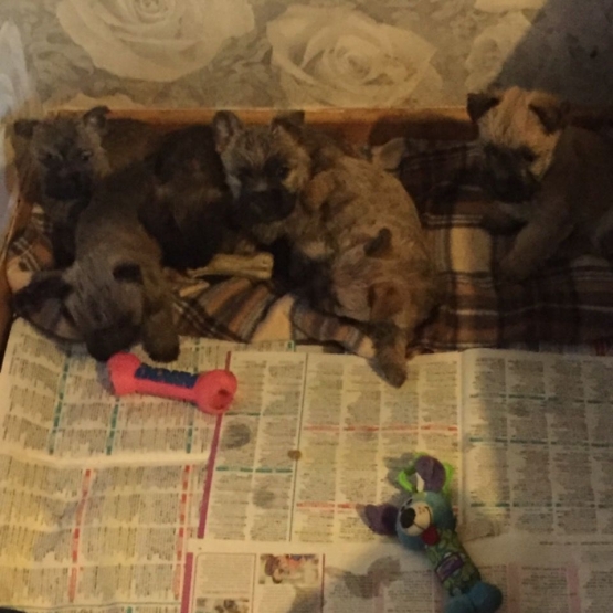 Image pour l'annonce Sublime portée de nolly et norton chiots cairn terrier