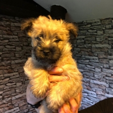 Image pour l'annonce Sublime portée de nolly et norton chiots cairn terrier