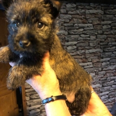 Image pour l'annonce Sublime portée de nolly et norton chiots cairn terrier