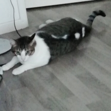 Image pour l'annonce Donne chat européen