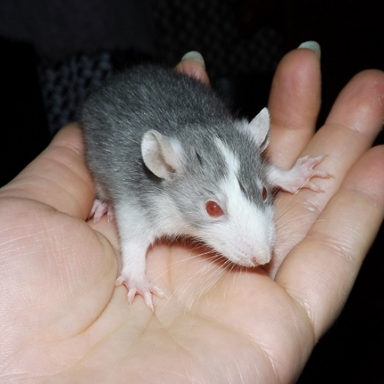 Image pour l'annonce Bébés rats / ratons mâles et femelles à réserver