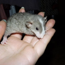 Image pour l'annonce Bébés rats / ratons mâles et femelles à réserver
