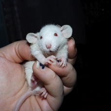 Image pour l'annonce Bébés rats / ratons mâles et femelles à réserver