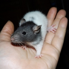 Image pour l'annonce Bébés rats / ratons mâles et femelles à réserver