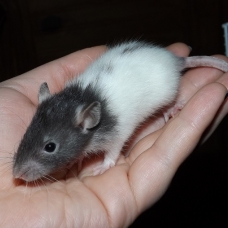 Image pour l'annonce Bébés rats / ratons mâles et femelles à réserver