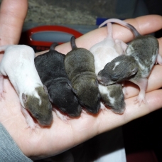 Image pour l'annonce Bébés rats / ratons mâles et femelles à réserver