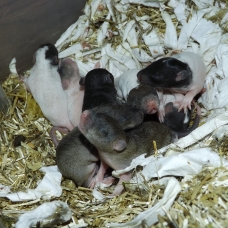Image pour l'annonce Bébés rats / ratons mâles et femelles à réserver