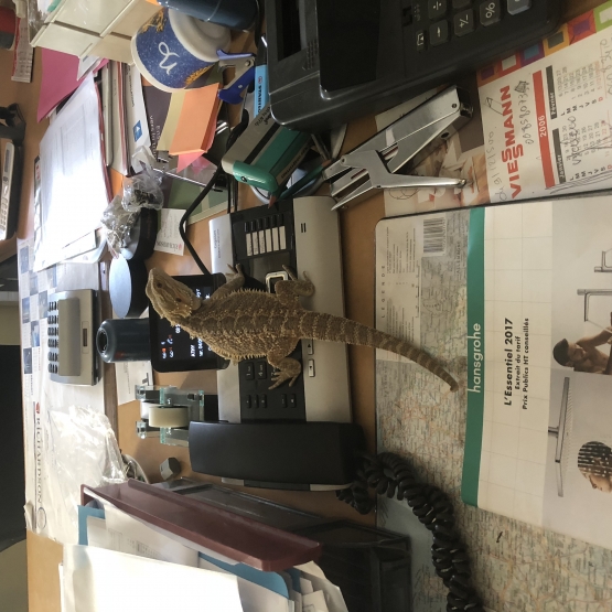 Image pour l'annonce Pogona