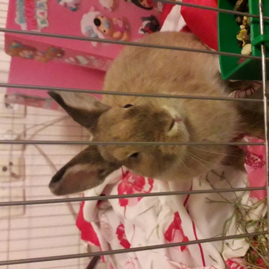 Image pour l'annonce Donne Lapin Nain