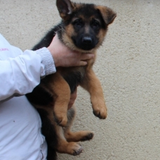 Image pour l'annonce Vends chiots berger allemand poils court LOF