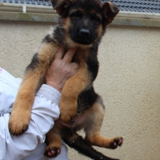 Image pour l'annonce Vends chiots berger allemand poils court LOF