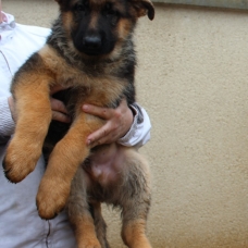 Image pour l'annonce Vends chiots berger allemand poils court LOF