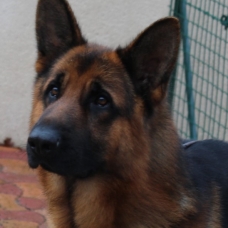 Image pour l'annonce Vends chiots berger allemand poils court LOF