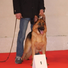 Image pour l'annonce Vends chiots berger allemand poils court LOF