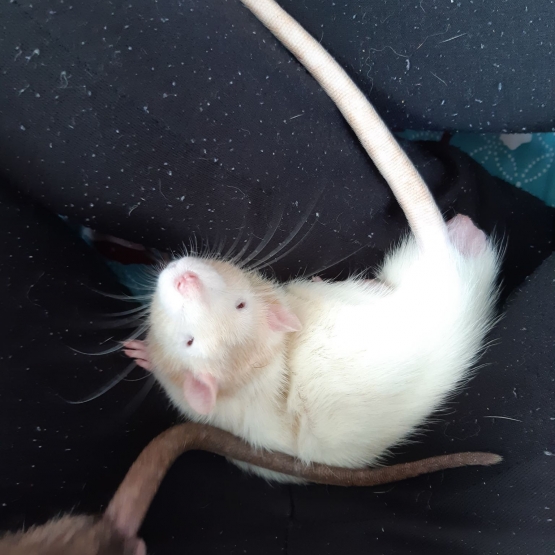 Image pour l'annonce DONNE 2 RATS MALES