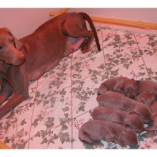 Image pour l'annonce Chiots Braque de Weimar à Réserver