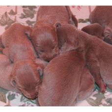 Image pour l'annonce Chiots Braque de Weimar à Réserver