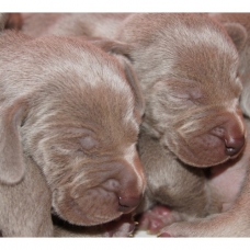 Image pour l'annonce Chiots Braque de Weimar à Réserver