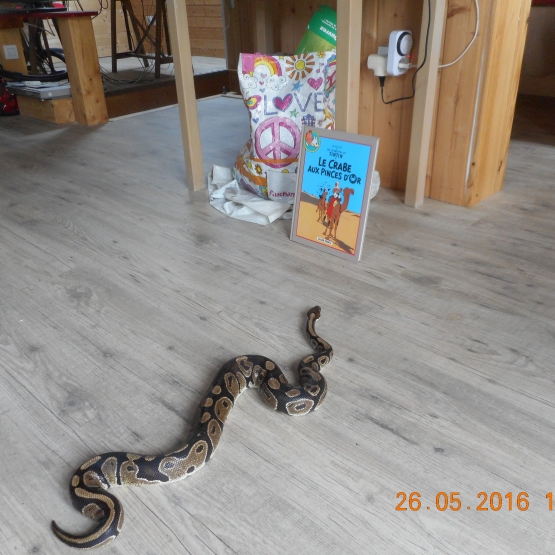 Image pour l'annonce Donne python royal