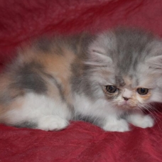 Image pour l'annonce Vends chatons Persan loof