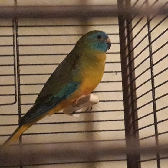 Image pour l'annonce Vends des oiseaux de toutes races