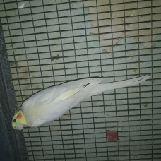 Image pour l'annonce Vends des oiseaux de toutes races