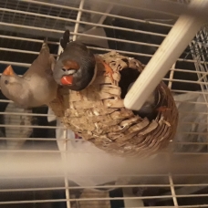 Image pour l'annonce Vends des oiseaux de toutes races