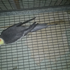 Image pour l'annonce Vends des oiseaux de toutes races