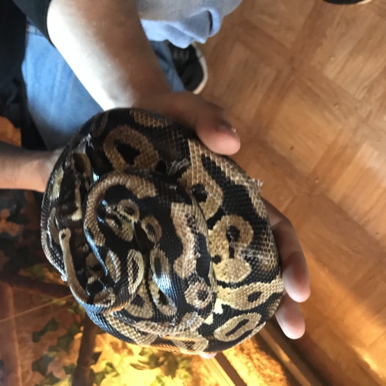 Image pour l'annonce Python Royal