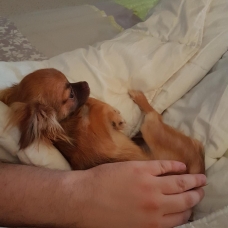 Image pour l'annonce SAILLIE CHIHUAHUA