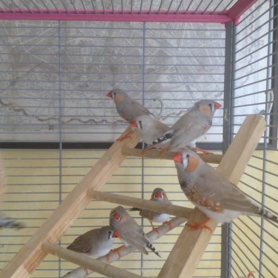 Image pour l'annonce Donne 5  oiseaux mandarins