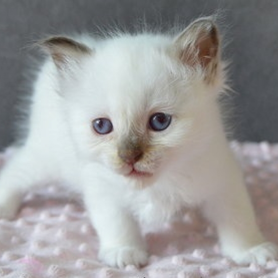 Image pour l'annonce 3 Jolis petits Sacrés de Birmanie