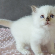Image pour l'annonce 3 Jolis petits Sacrés de Birmanie