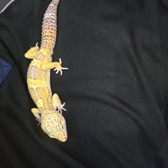 Image pour l'annonce Gecko léopard + terrarium